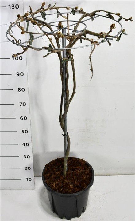 Wisteria brach. 'Yokohama fuji'