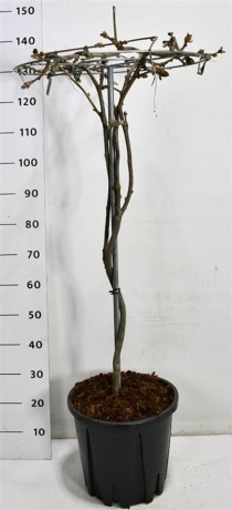 Wisteria brach. 'Yokohama fuji'