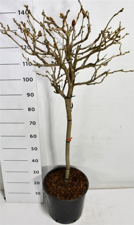 Wisteria brach. 'Yokohama fuji'