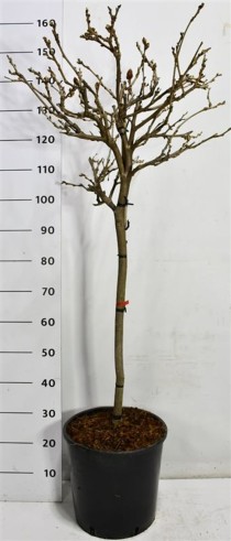 Wisteria brach. 'Yokohama fuji'