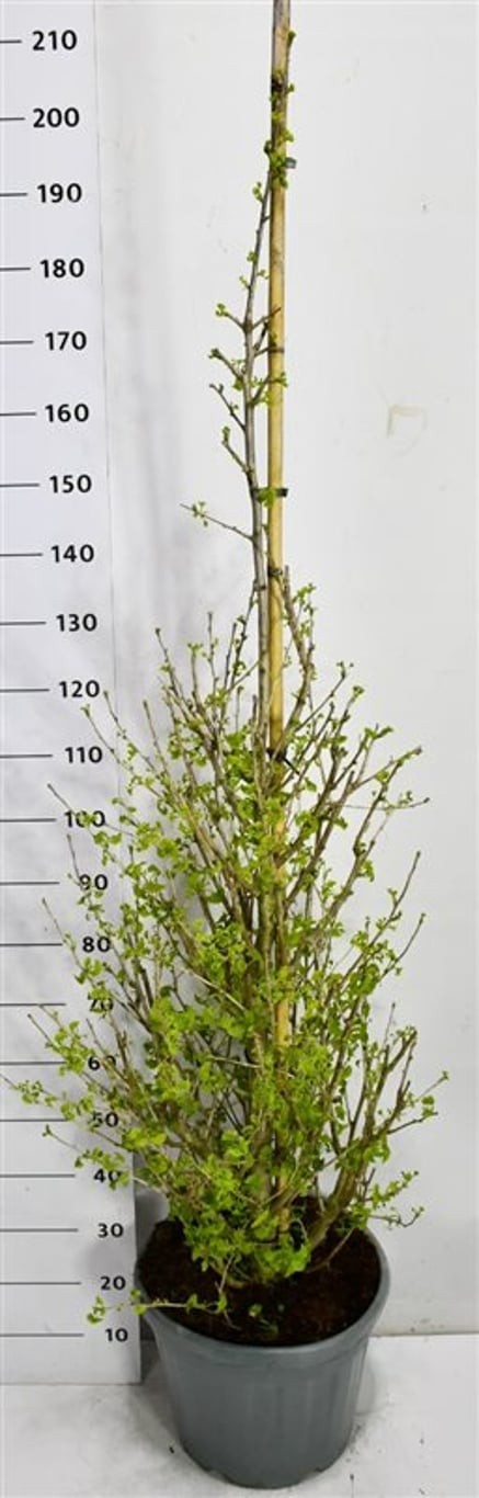 Ginkgo bil. Fastigiata Blagon