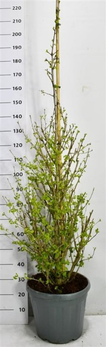 Ginkgo bil. Fastigiata Blagon