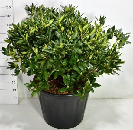 Rhododendron 'Cunningham's White'