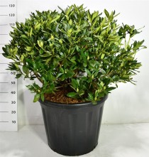 Rhododendron 'Cunningham's White'