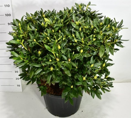 Rhododendron 'Cunningham's White'