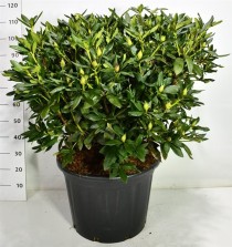 Rhododendron 'Cunningham's White'