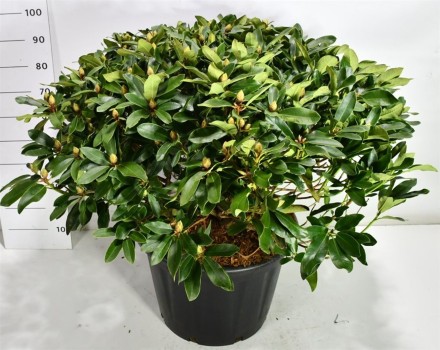 Rhododendron i. 'Gelbe Dufthecke'