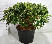 Rhododendron i. 'Gelbe Dufthecke'