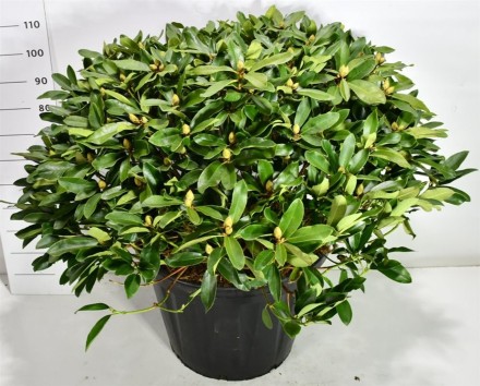 Rhododendron i. 'Gelbe Dufthecke'