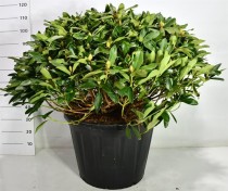 Rhododendron i. 'Gelbe Dufthecke'