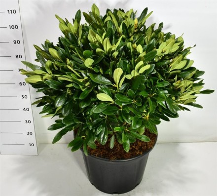 Rhododendron i. 'Weibe Dufthecke'