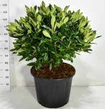 Rhododendron i. 'Weibe Dufthecke'