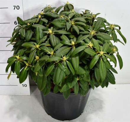 Rhododendron yak. Ánuschka'