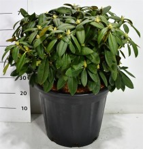 Rhododendron yak. Ánuschka'