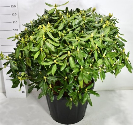 Rhododendron 'Nova Zembla'