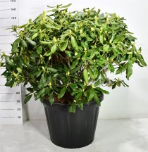Rhododendron 'Nova Zembla'