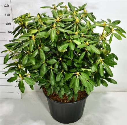 Rhododendron 'Roseum Elegans'