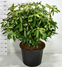 Rhododendron 'Roseum Elegans'