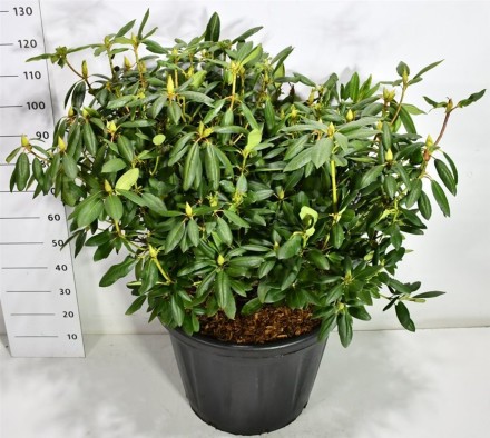 Rhododendron 'Roseum Elegans'