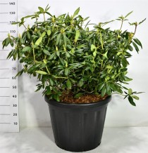 Rhododendron 'Roseum Elegans'
