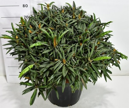 Rhododendron Makinoi 'Jens Jörgen Sörensen'