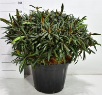 Rhododendron Makinoi 'Jens Jörgen Sörensen'