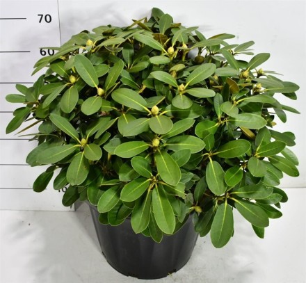 Rhododendron yak. 'Schneekrone'