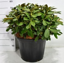 Rhododendron yak. 'Schneekrone'