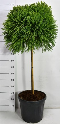 Cryptomeria j. 'Globosa Nana'