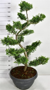 Cupressocyparis leylandii