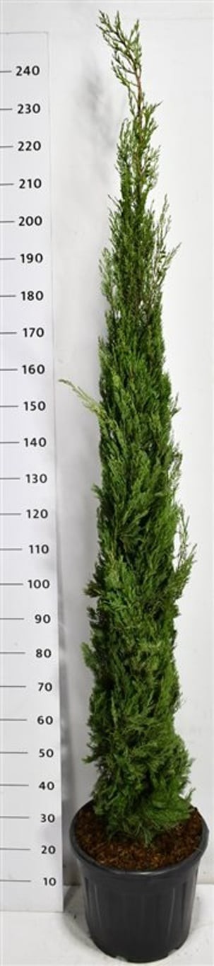 Cupressus semp. 'Pyramidalis'