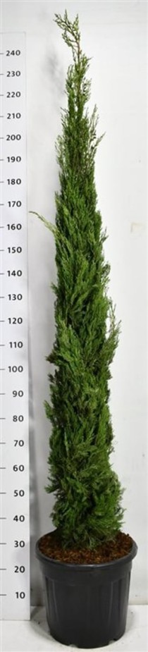 Cupressus semp. 'Pyramidalis'