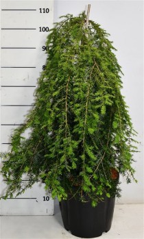 Tsuga can. 'Pendula'