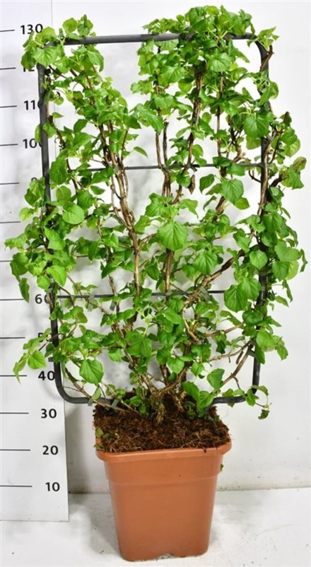 Hydrangea petiolaris