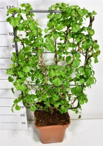 Hydrangea petiolaris