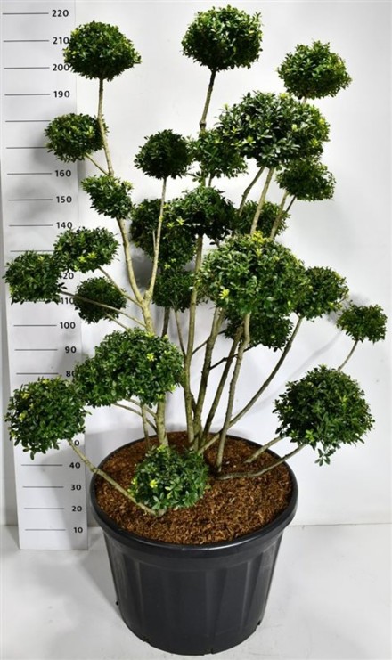 Ilex mutchagara