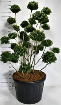 Ilex mutchagara