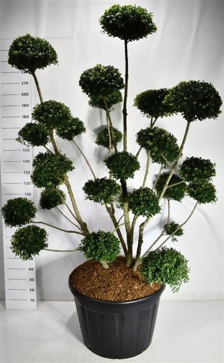 Ilex mutchagara