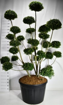 Ilex mutchagara