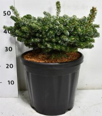 Abies k. 'Kohout's Icebreaker'
