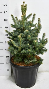 Abies lasiocarpa 'Compacta'