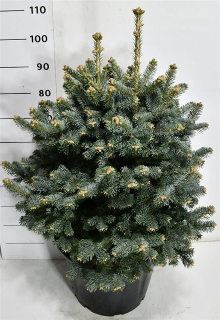 Abies lasiocarpa 'Compacta'