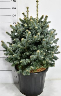 Abies lasiocarpa 'Compacta'