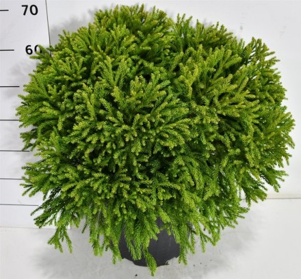 Cryptomeria j. 'Globosa Nana'