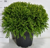 Cryptomeria j. 'Globosa Nana'