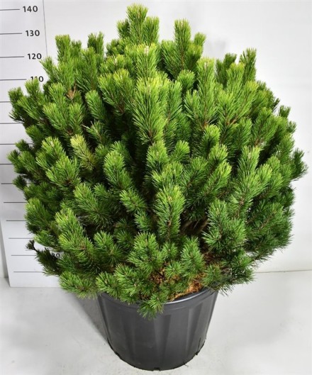 Pinus mugo mugo
