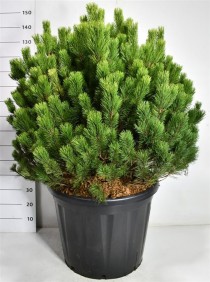Pinus mugo mugo