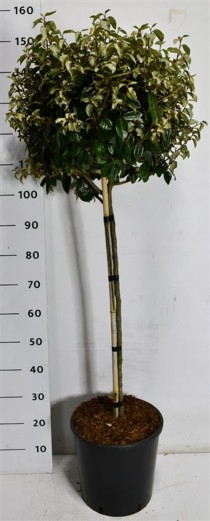 Elaeagnus ebb. 'Compacta'