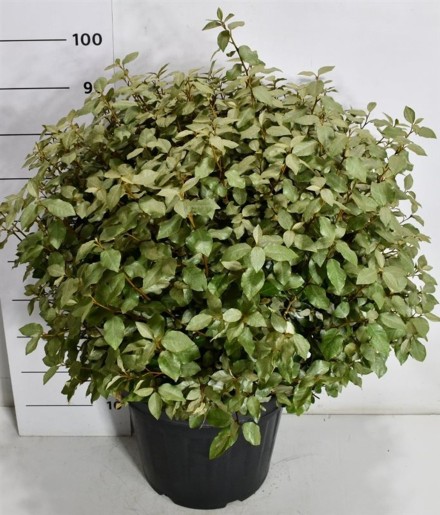 Elaeagnus ebb. 'Compacta'