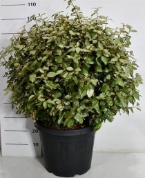 Elaeagnus ebb. 'Compacta'